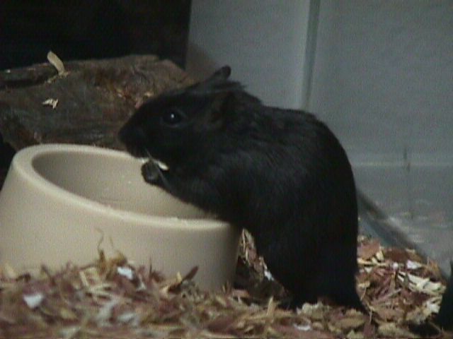 Mvc-013f-Gerbil-dinner-by Herman Miller.jpg