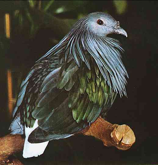 Nicobar Pigeon-from-Nicobaren-by Trudie Waltman.jpg
