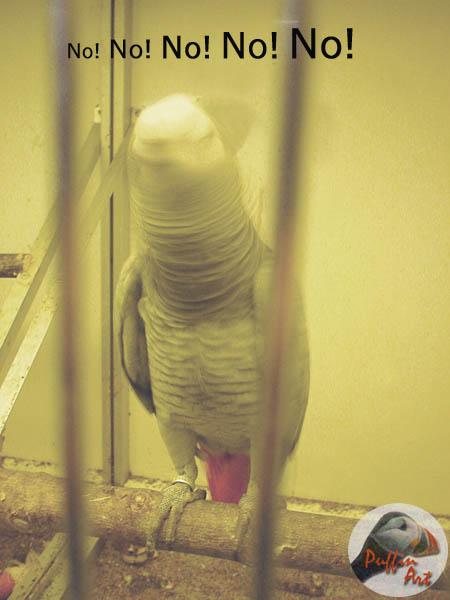 No no no-African Grey Parrot-by Vanda and Roar Malvig.jpg