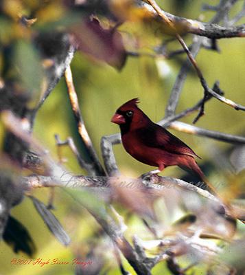 Northern Cardinal 3-by Jose Sierra Jr.jpg