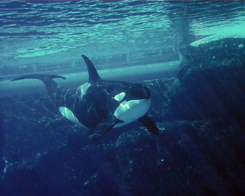 ORCA-PIC00431a-Killer Whale-at Sea World CA-by Brian Scott.jpg