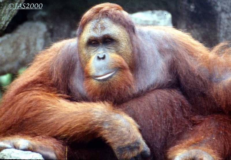 Orangutan1-at Monkey Jungle-by Jose Sierra Jr.jpg