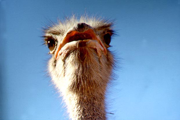 Ostrich-face very closeup-by Shirley Curtis.jpg