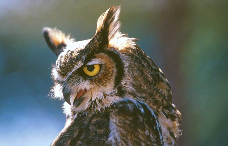 OwlBackLit2-Great Horned Owl-by Shirley Curtis.jpg