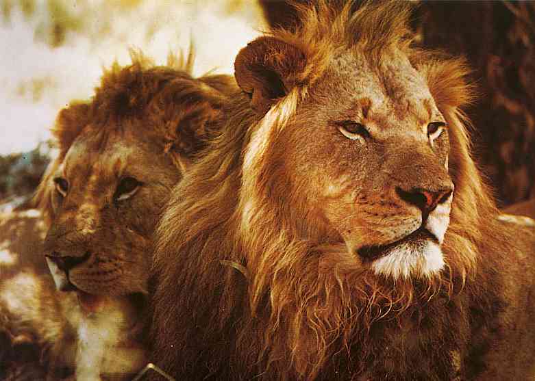 Panthera-African Lions-TR-by Trudie Waltman.jpg