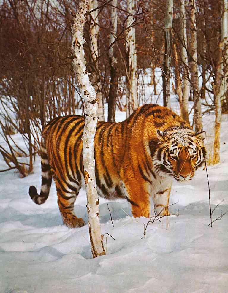 Panthera-Tigris-altaica-TR-Siberian Tiger-by Trudie Waltman.jpg