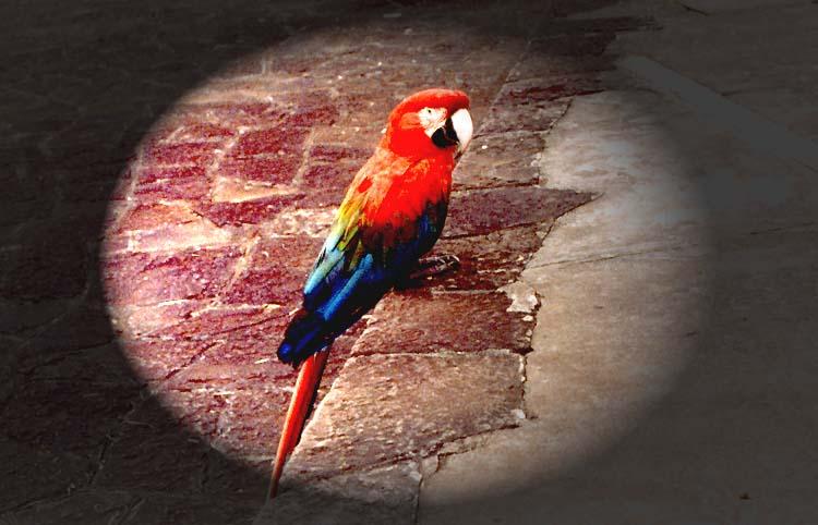 Parrot-Scarlet Macaw-by Macky637.jpg