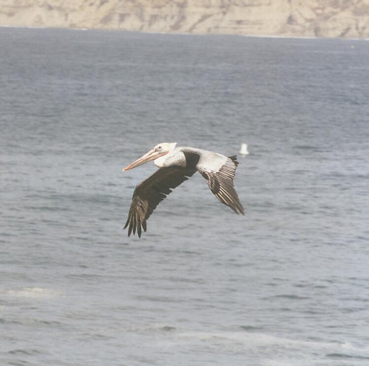 Pelican2-California Brown Pelican-in flight-by Ralf Schmode.jpg