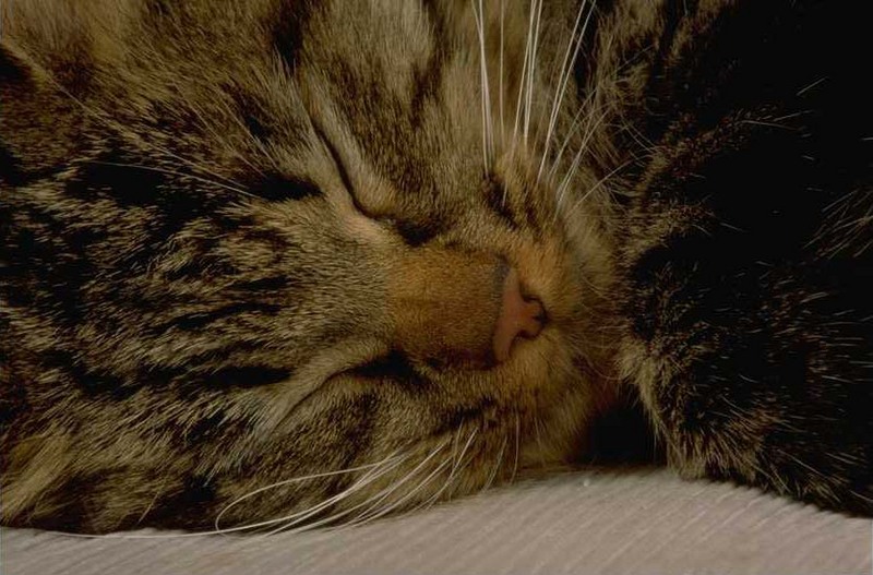 Photo176-DomesticCat-SleepyFace-Closeup-by Linda Bucklin.jpg