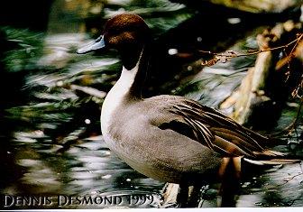 Pintail Duck-drake-by Dennis Desmond.jpg