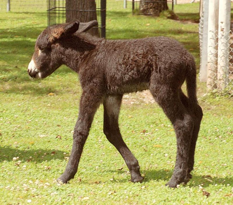 Poitou01-Donkey Baby-by Ralf Schmode.jpg