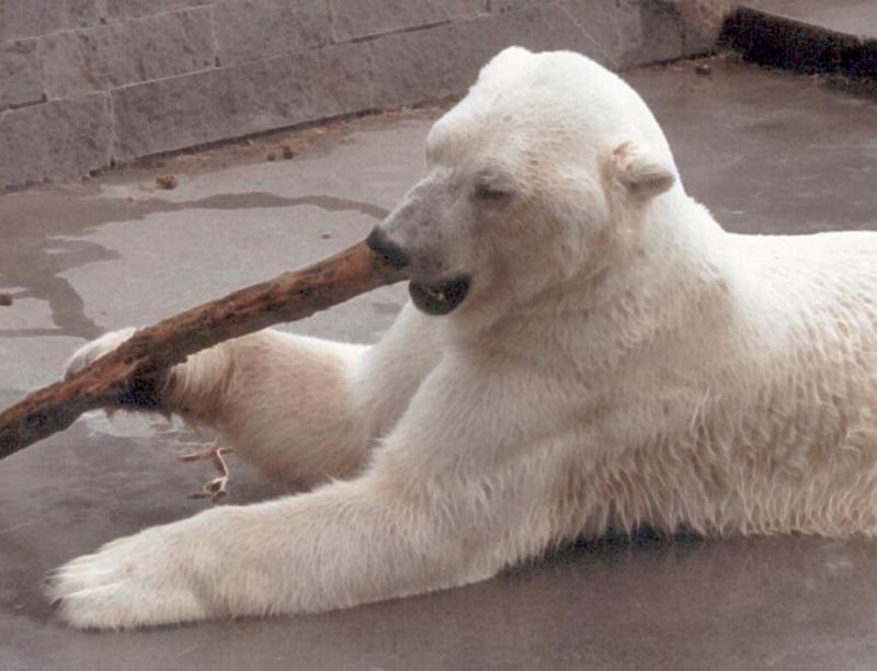 Polabear2-Polar Bear-with toothpick-at Rostock Zoo Germany-by Ralf Schmode.jpg