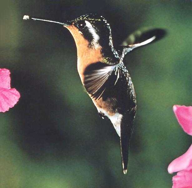 Purple-throatedMountainGemHummingbird 00-Closeup.jpg