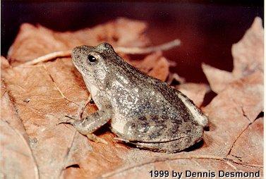 Rana boylei01-Foothill Yellow-legged Frog-by Dennis Desmond.jpg