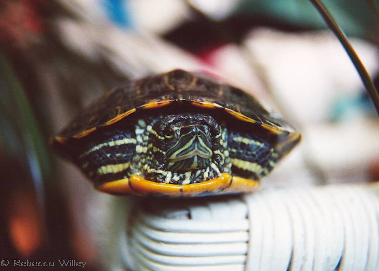 Red-Eared Slider turtle-hiding in shell-by Rebecca Willey.jpg