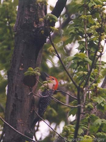Red-bellied woodpecker-by Rebecca Willey.jpg