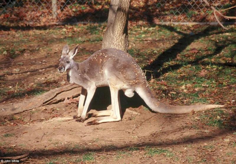 Red Kangaroo-by John White.jpg