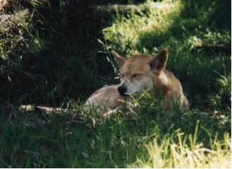 Resting Dingo  Taronga Zoo-by Camille Routhier.jpg
