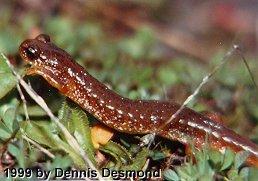 Rhyacotriton o olympicus01-Olympic Salamander-by Dennis Desmond.jpg