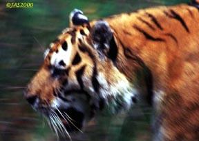 Royal Bengal Tiger1-by Jose Sierra Jr.jpg