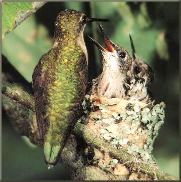 Ruby-throatedHummingbird female 11-NursingChicks.jpg