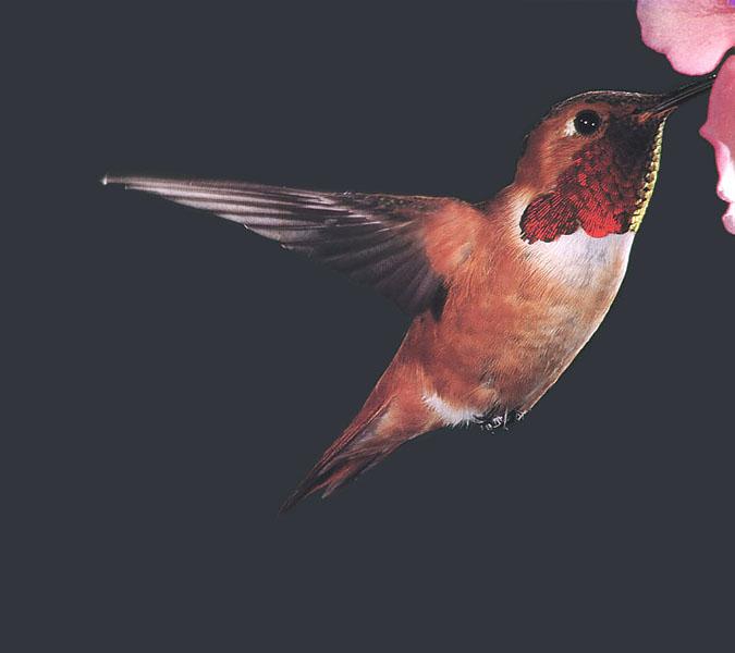RufousHummingbird male 22.jpg