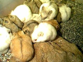 Russian dwarf hamsters-by Robin Russell.jpg