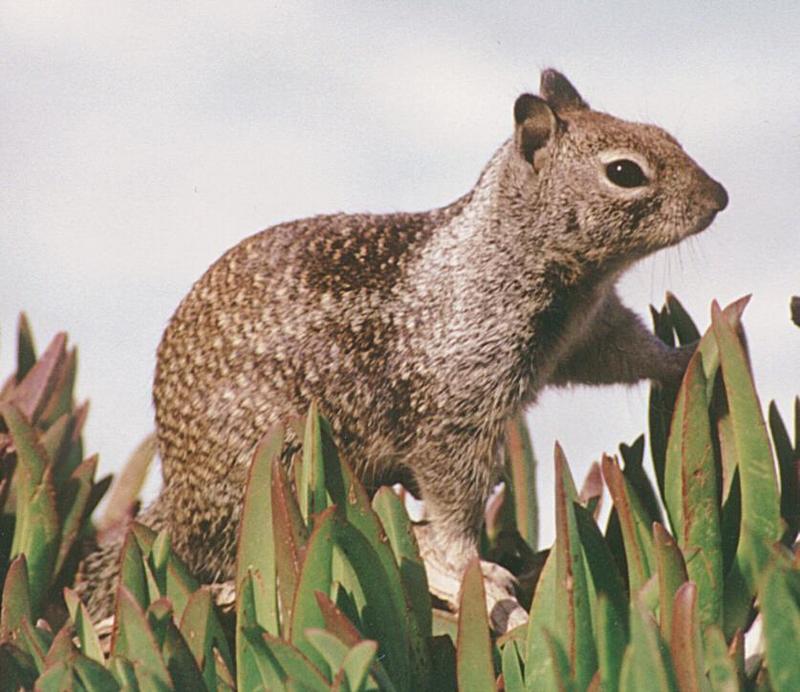 SQUIRREL2-California Ground Squirrel-in garden-by Ralf Schmode.jpg