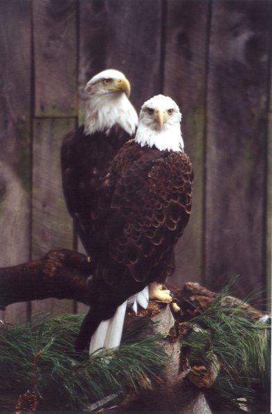 SY Bald Eagle National Aviary Pittsburgh01-by Sam Young.jpg