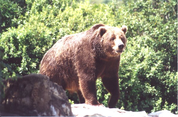 SY Brown Bear Syracuse Zoo01-by Sam Young.jpg