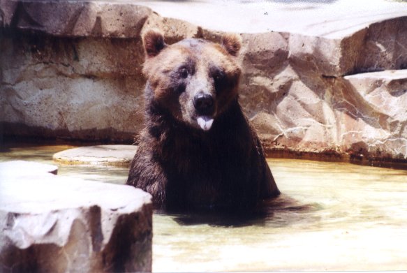 SY Grizzly Bear St Louis Zoo01-by Sam Young.jpg