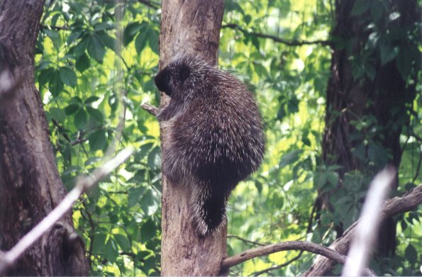 SY North American Porcupine Wichita Zoo01-by Sam Young.jpg
