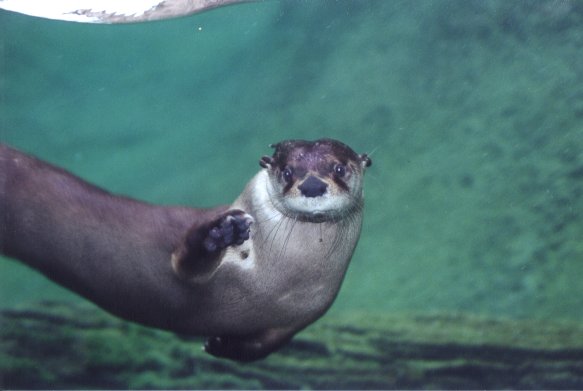SY North American River Otter Wichita Zoo01-by Sam Young.jpg