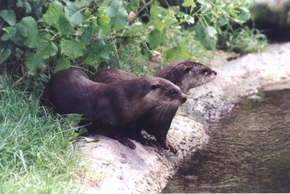 SY North American River Otter Wichita Zoo02-by Sam Young.jpg
