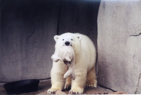 SY Polar Bear Brookfield Zoo01-by Sam Young.jpg