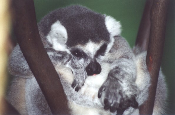 SY Ruffed Lemur Syracuse Zoo01-by Sam Young.jpg