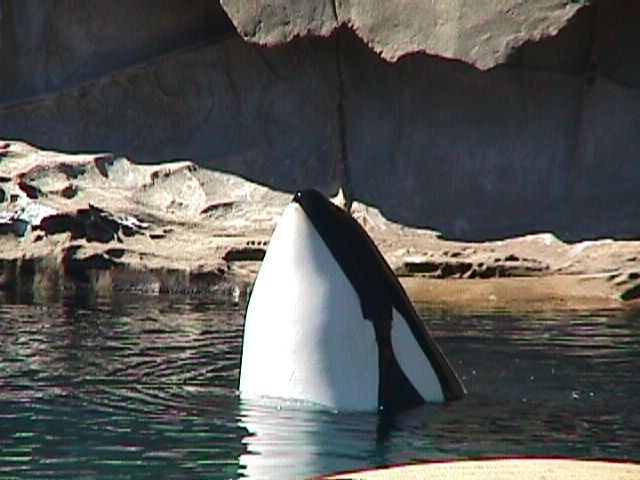 SY Vancouver Aquarium orca2-Killer Whale-by Sam Young.jpg