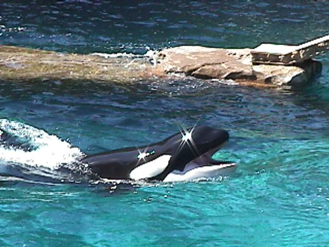 SY Vancouver Aquarium orca3-Killer Whale-by Sam Young.jpg