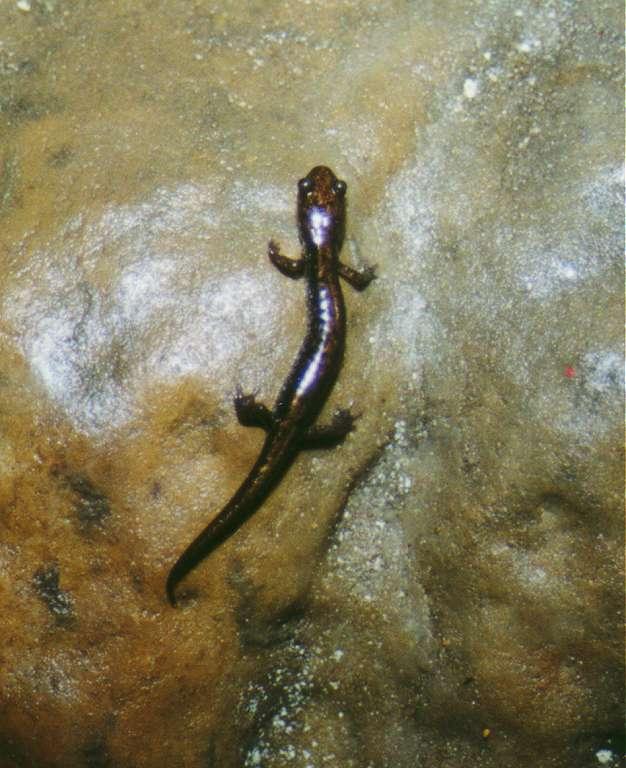 Sal2-Rare Salamanders-by Andrei Volkov.jpg