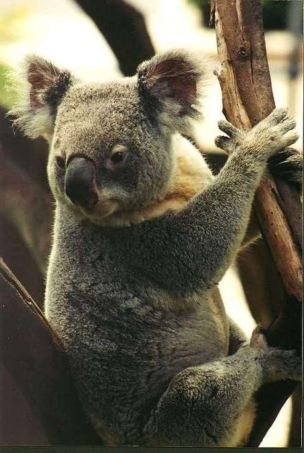 San Diego Zoo-koala1-looks back on tree-by Andrei Volkov.jpg