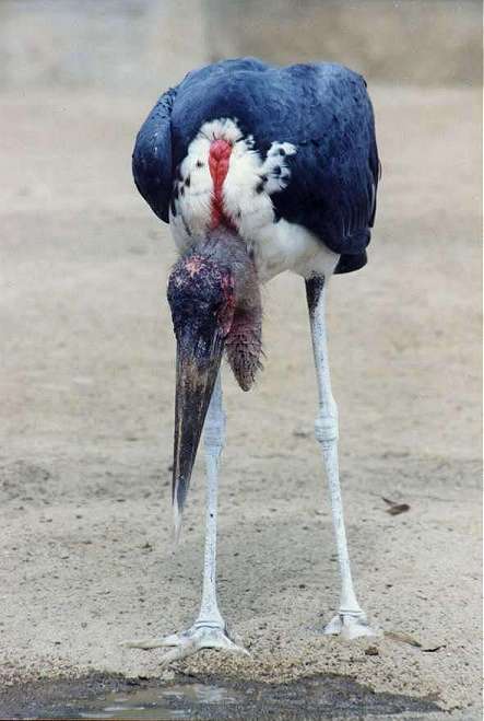 San Diego Zoo-marabu1-Marabou stork-by Andrei Volkov.jpg