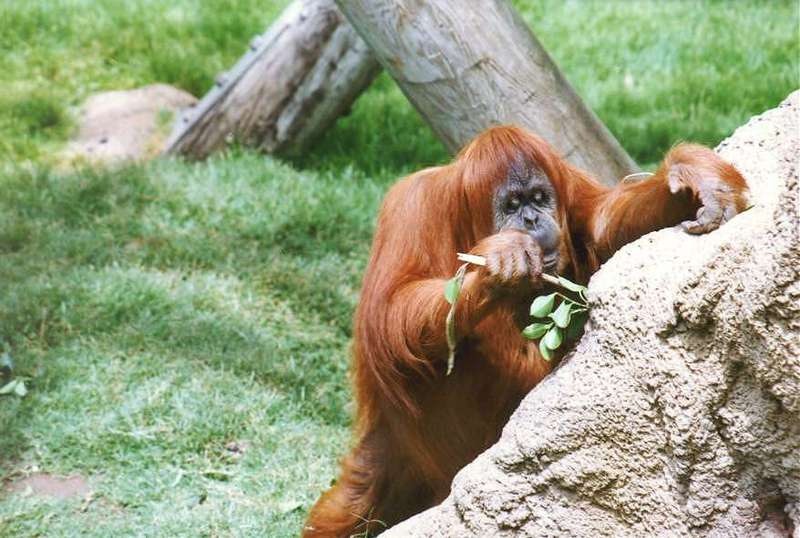 San Diego Zoo-orang1-Orangutan-ant-dinner-by Andrei Volkov.jpg