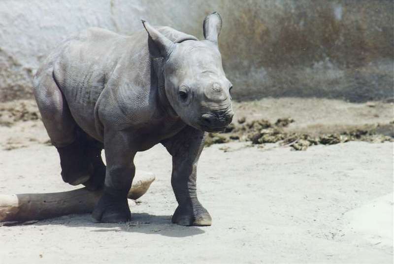 San Diego Zoo-rino2-Young Rhinoceros-closeup-by Andrei Volkov.jpg
