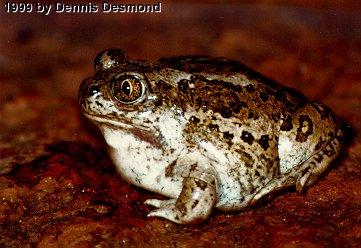 Scaphiopus intermontanus01-Great Basin Spadefoot Toad-by Dennis Desmond.jpg