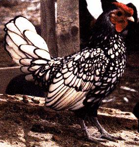 SebrightSilverCock-Domestic Chicken-rooster-by Lara deVries.jpg