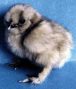 SilkyChickBlue-Domestic Bantam Chicken-baby-by Lara deVries.jpg