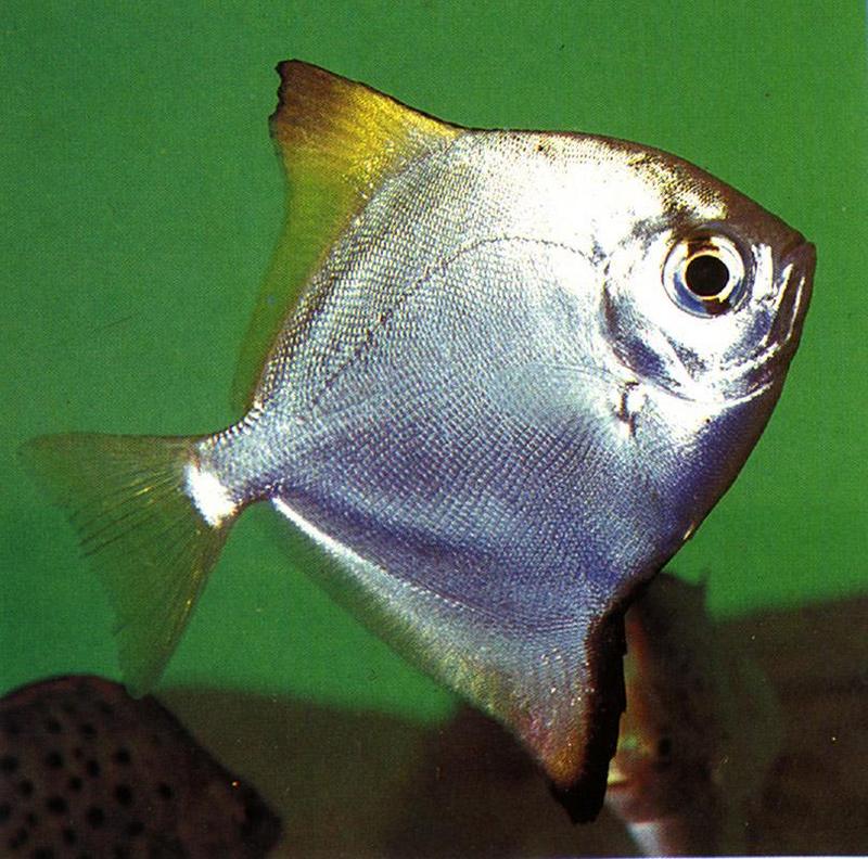 Silver Moony-or-Mono-Diamond Fish-Closeup.jpg