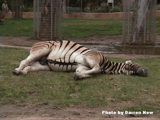 SleepyZebra1-Plains Zebra-by Darren New.jpg