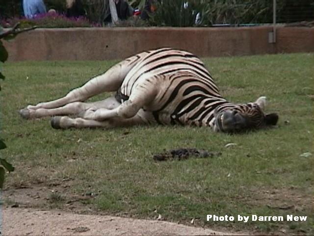 SleepyZebra2-Plains Zebra-by Darren New.jpg