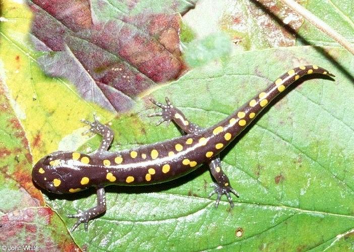 Spotted salamander005-by John White.jpg